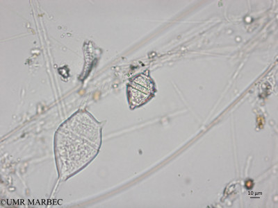 phyto/Brazilian_Nordeste/AtoldasRocas_station22/ABRACOS1 October 2015/Amphidoma nucula (Snap-2151)(copy)_thumb.jpg